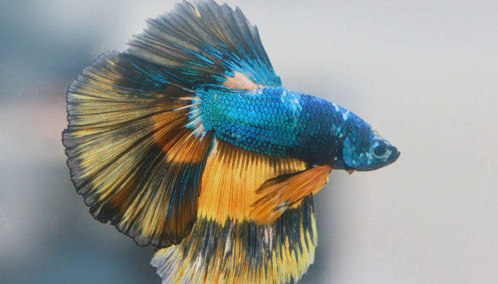 Betta fish