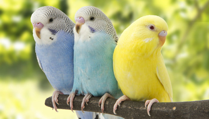 Three budgies on a branch