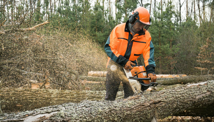 A faller sawing a log