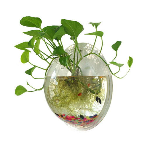 glass aquarium bubble with plant