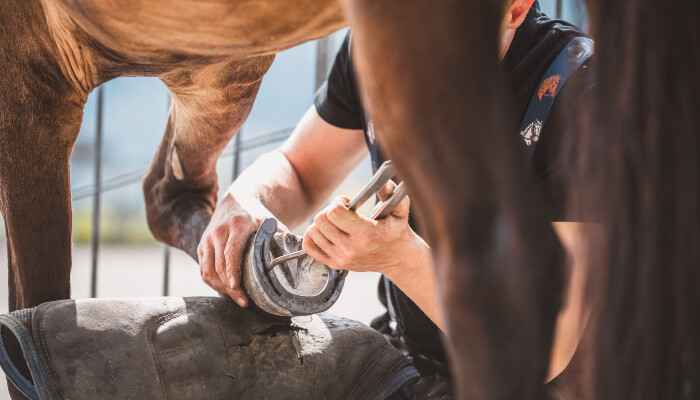 A farrier working on a horse