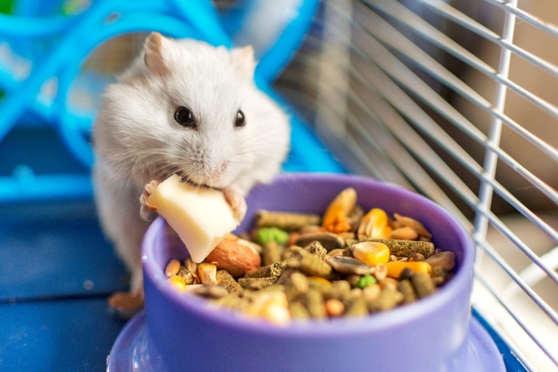 Hamster eating a piece of cheese