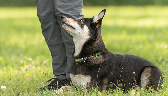 what is the salary of a service dog trainer