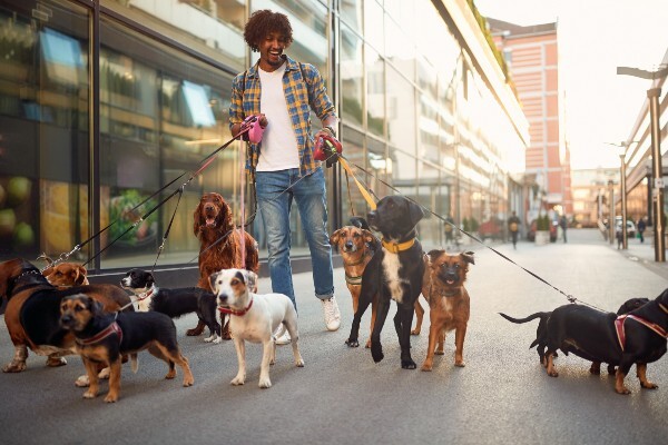 Dog Walker