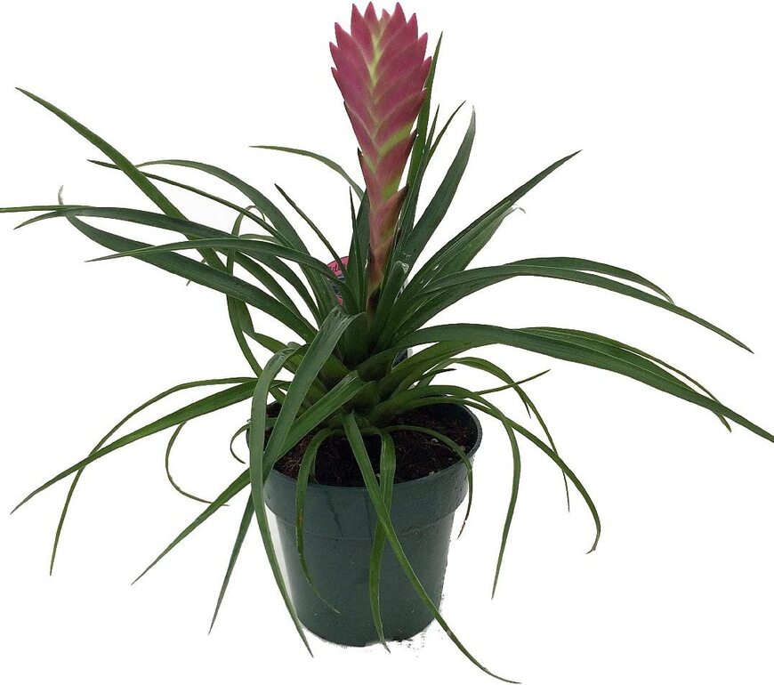 Pink quill plant